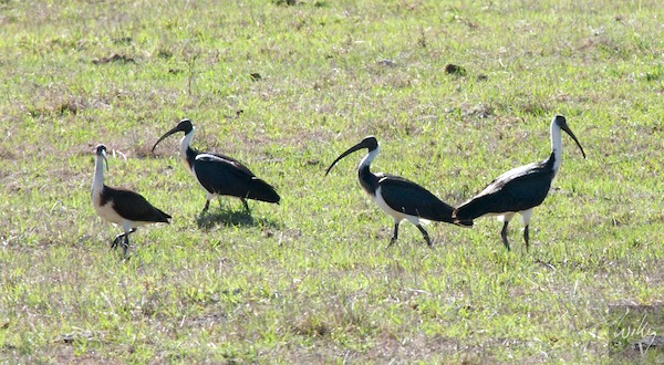 AustraliaPerth 10  041